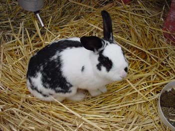 Rabbits