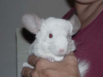 Whitey