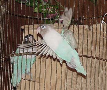 Wings