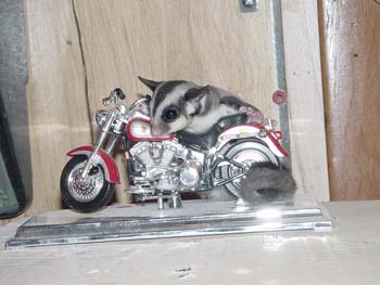 luv_my_harley