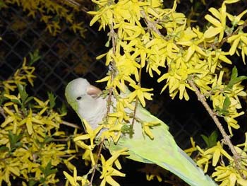 pintree1