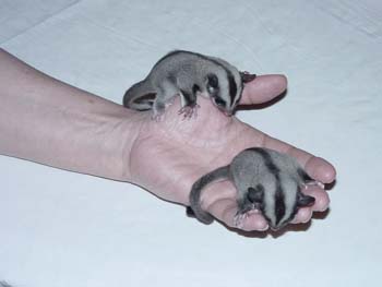 Baby3