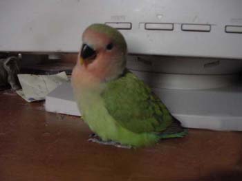 Baby_green