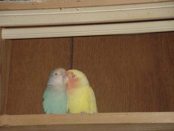 Lovebird_love