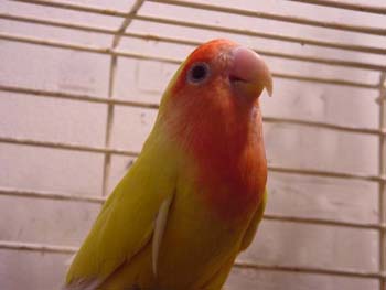 Lutino