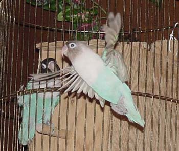 Wings