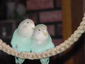 jeepers_peepers_swing