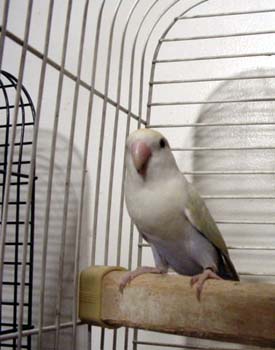 pied_