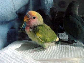 pied_baby