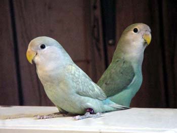 sage_dutch