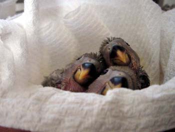 slate_babies