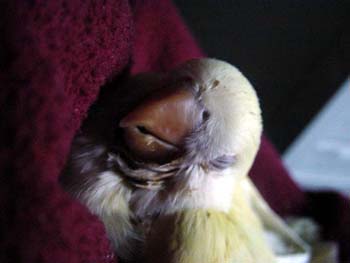 sleeping