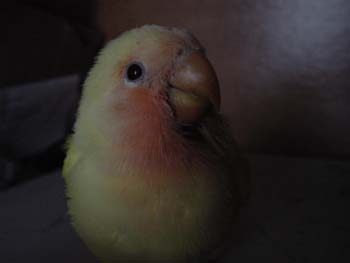 tweety