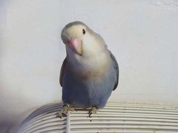 whiteface_blue_Harvey