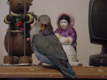 whiteface_blue_juv