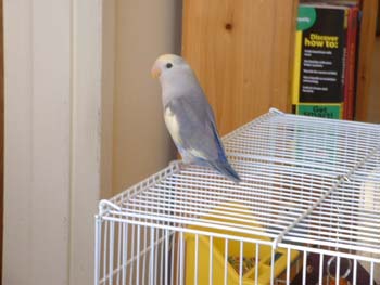 whiteface_violet_pied