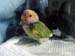 pied_baby