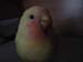 tweety