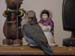 whiteface_blue_juv
