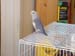 whiteface_violet_pied